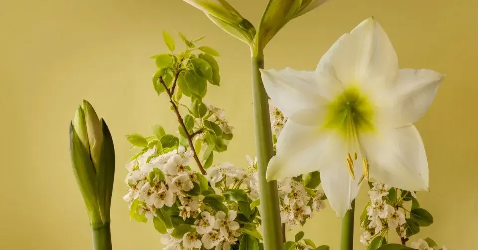 Hvězdník (Hippeastrum) ’Lemon Star’