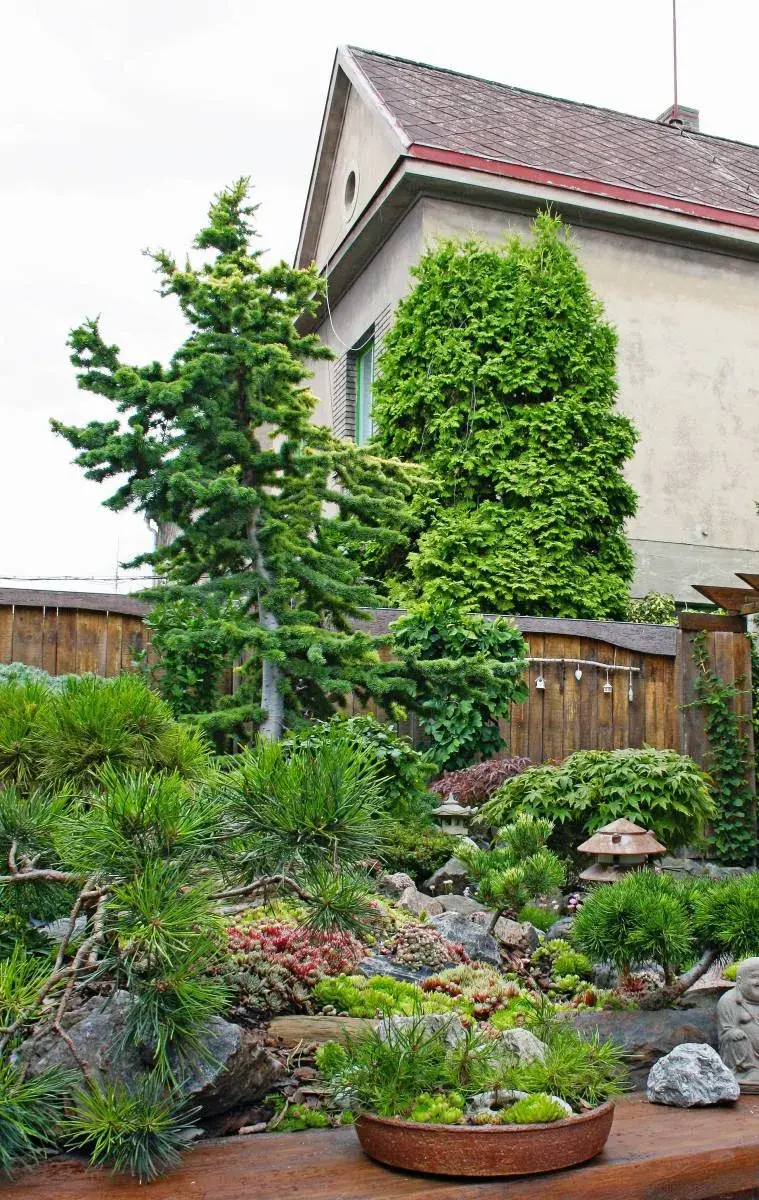 Bonsaje v záhonu i v misce