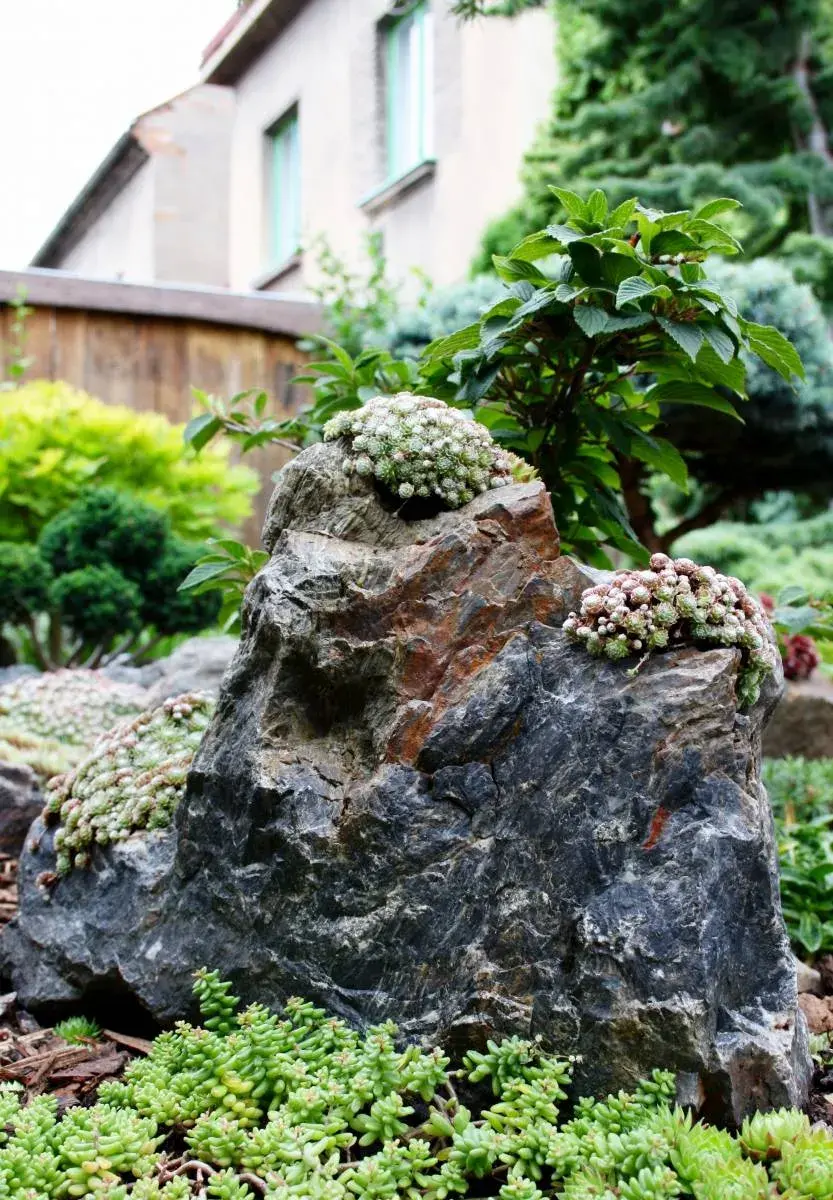 Malé netřesky na velkém kameni