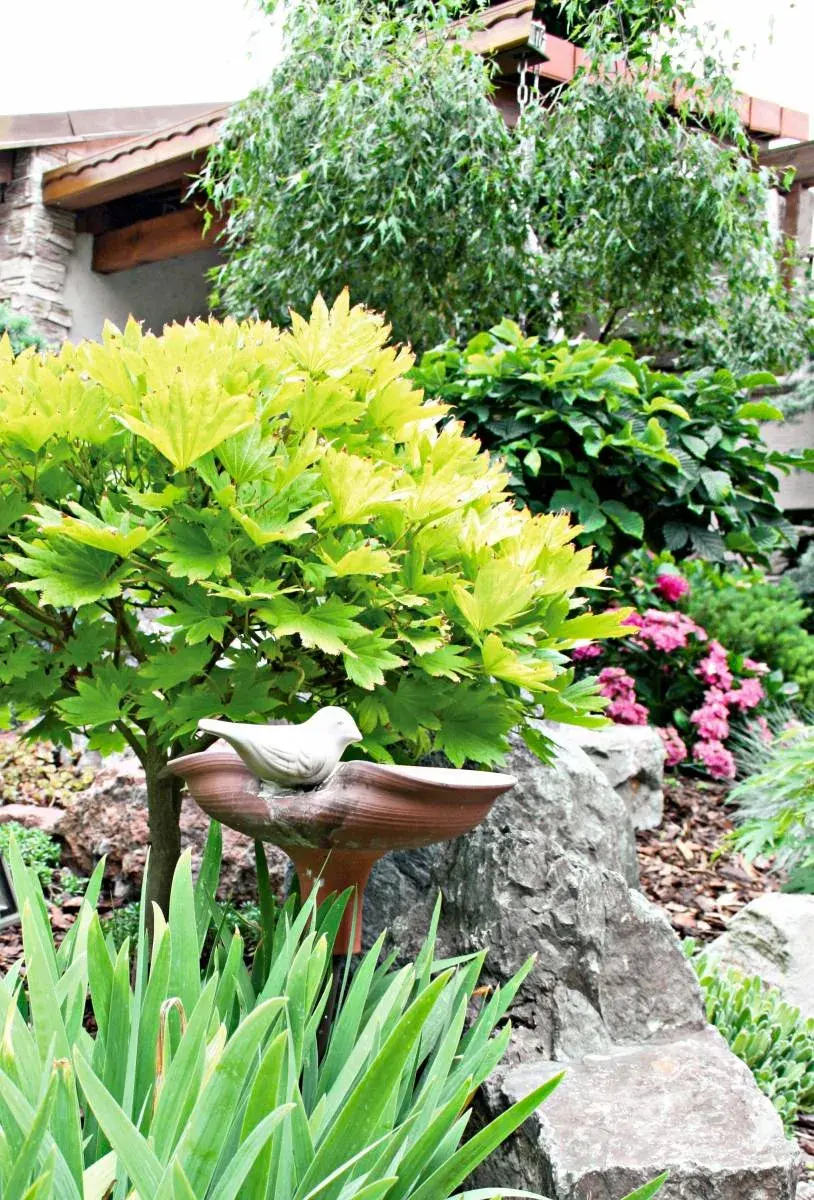 Ptačí pítko mezi bonsajemi