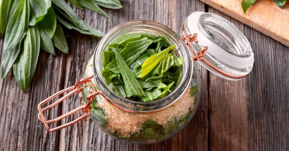 Jitrocel ve sklenici s cukrem