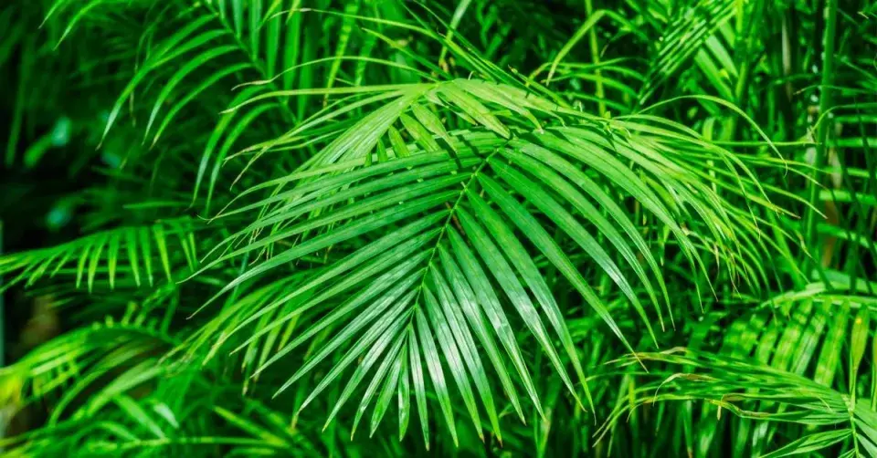 Palma zlatá (Dypsis lutescens)