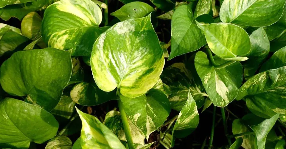 Šplhavnice skvrnitá  (Epipremnum pinnatum)