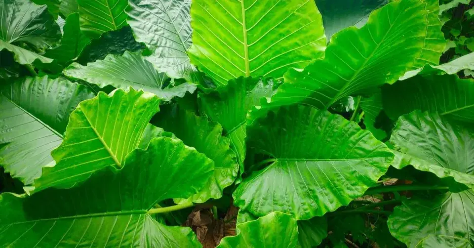 Alokázie (Alocasia macrorrhizos)