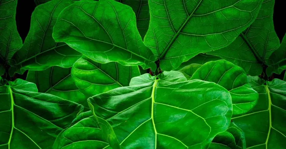 Fíkovník lyrový (Ficus lyrata)