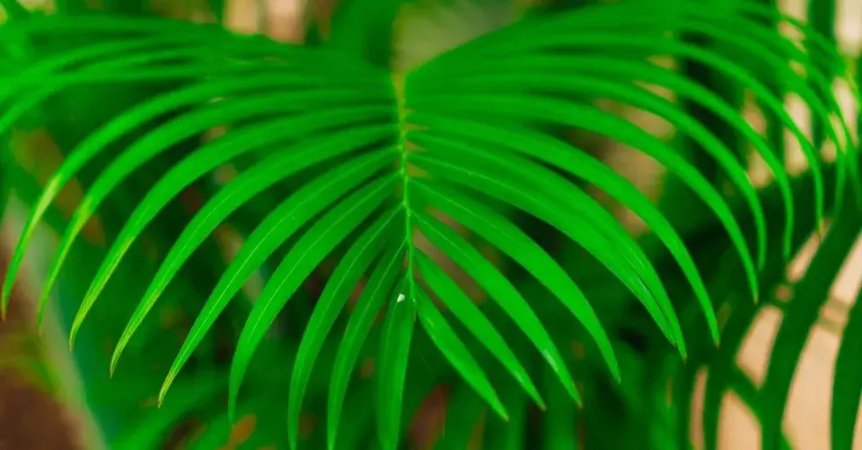 Kencie Forsterova  (Howea forsteriana)