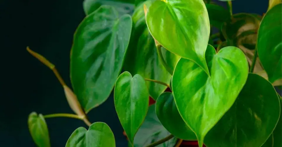 Filodendron šplhavý (Philodendron scandens)