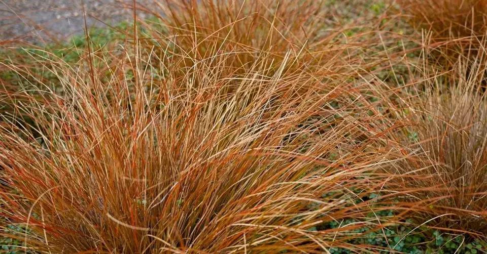 Ostřice Buchananova (Carex buchananii)