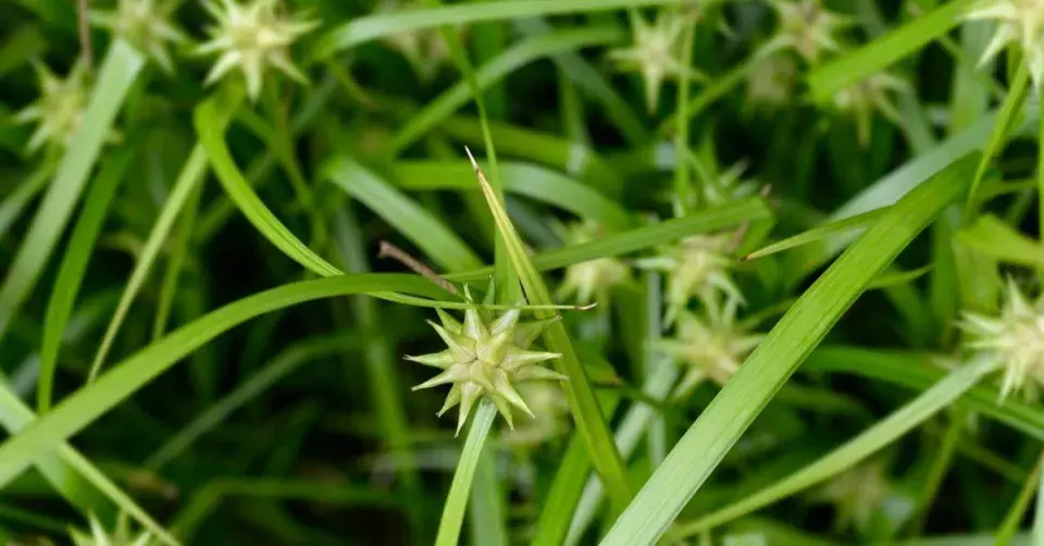 Ostřice Grayova (Carex grayi)