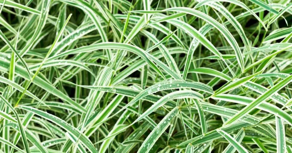 Ostřice japonská ’Variegata’ (Carex morrowii)