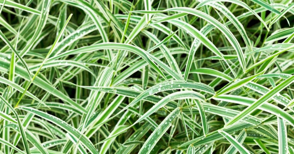 Ostřice japonská ’Variegata’ (Carex morrowii)