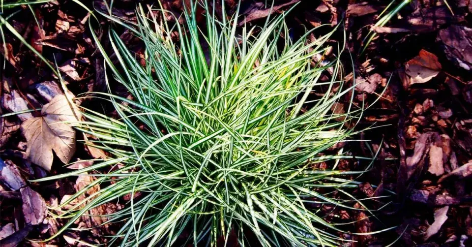 Ostřice ptačí nožka ’Variegata’ (Carex ornithopoda)