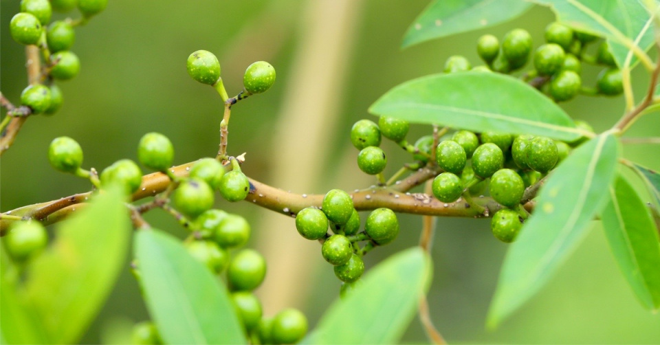 Vavřín kubébový (Litsea cubeba)