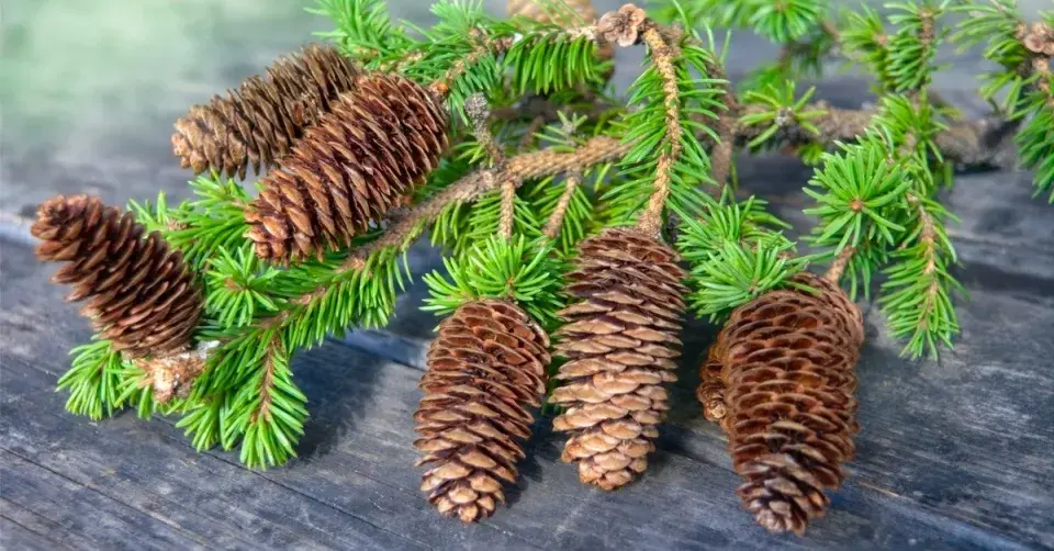 Smrkové šišky
