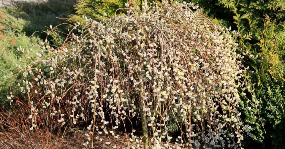 Převislá vrba jíva (Salix caprea) ’Pendula’