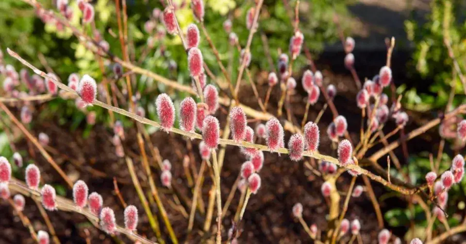 Vrba štíhlopestíkatá (Salix gracilistyla) ’Mount Aso’