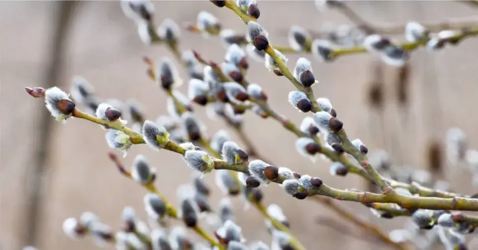 Vrba jíva (Salix caprea)