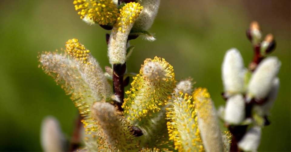 Vrba hrotolistá (Salix hastata) ’Wehrhahnii’