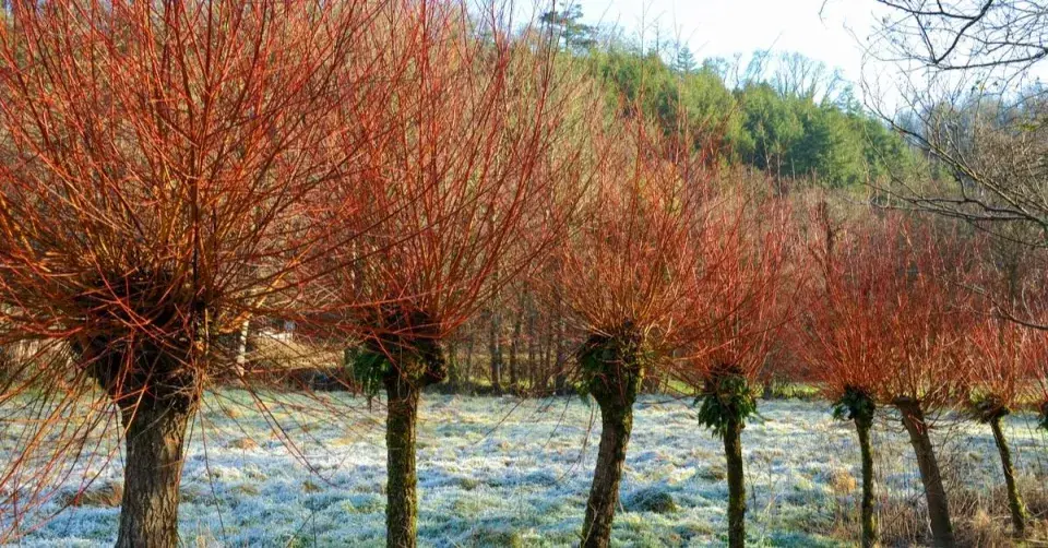 Hlavatá vrba bílá (Salix alba) ’Britzensis’