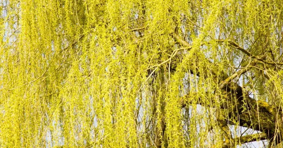 Smuteční vrba bílá (Salix alba) ’Tristis’