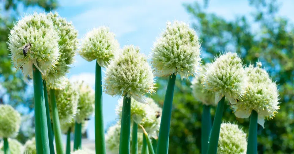 Cibule zimní (Allium fistulosum)