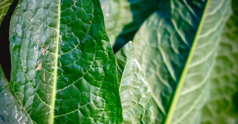 Šťovík zahradní (Rumex patientia)