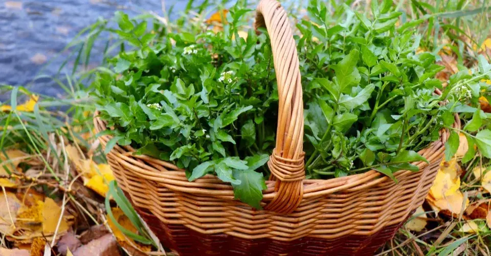 Potočnice lékařská (Nasturtium officinale)