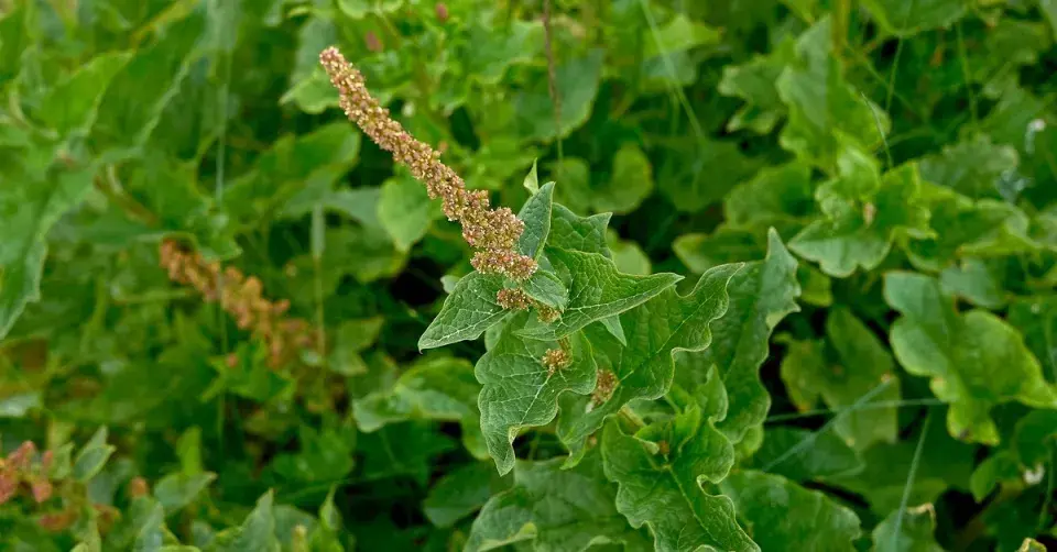 Merlík všedobr (Blitum bonus-henricus)