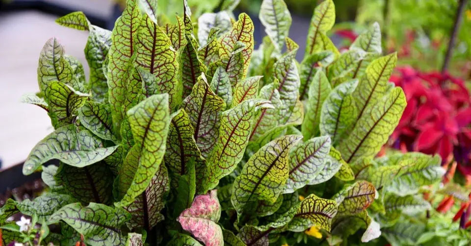 Šťovík krvavý (Rumex sanguineus)