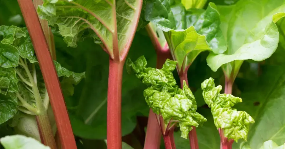 Reveň kadeřavá (Rheum rhabarbarum)