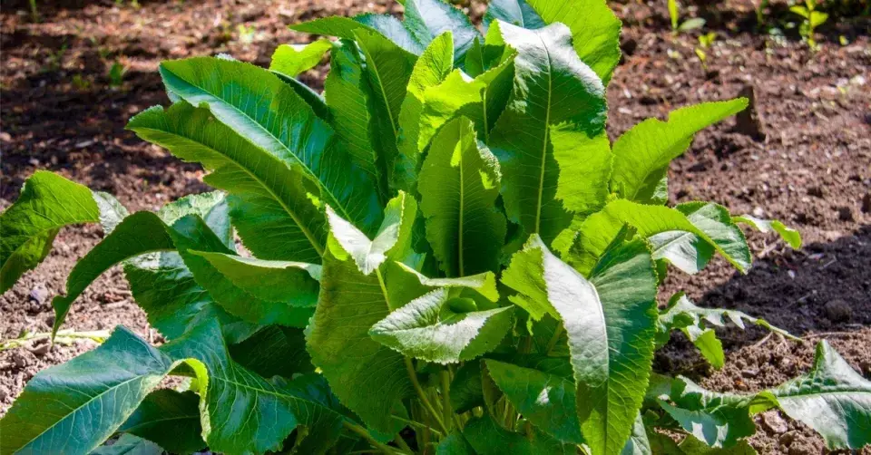 Křen selský (Armoracia rusticana)