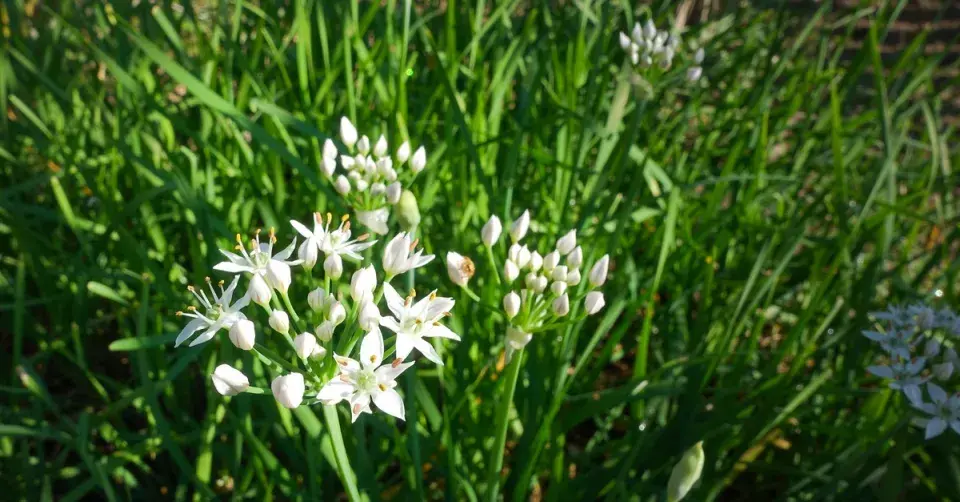 Česnek hlíznatý (Allium tuberosum)