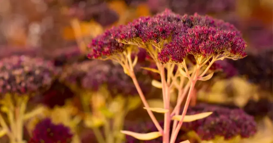 Rozchodníkovec nachový (Hylotelephium telephium)