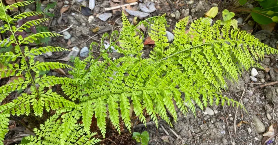 Pavoukovec (Arachniodes standishii)