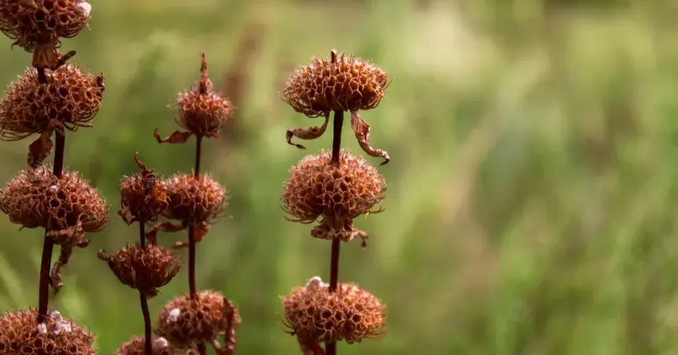 Sápa hlíznatá (Phlomis tuberosa)