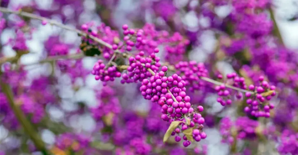 Krásnoplodka Bodinierova (Callicarpa bodinieri)