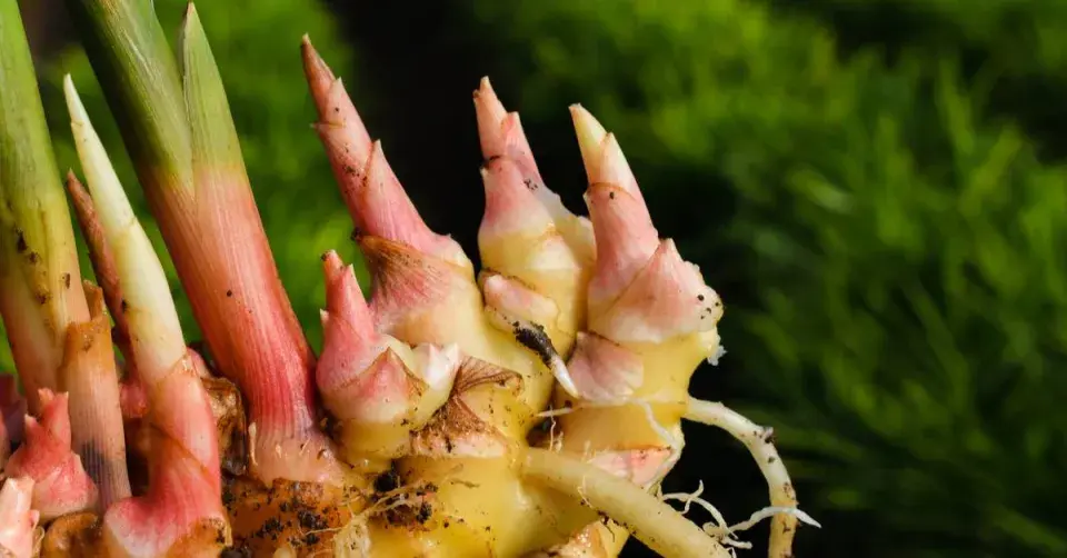 Zázvor lékařský (Zingiber officinale)