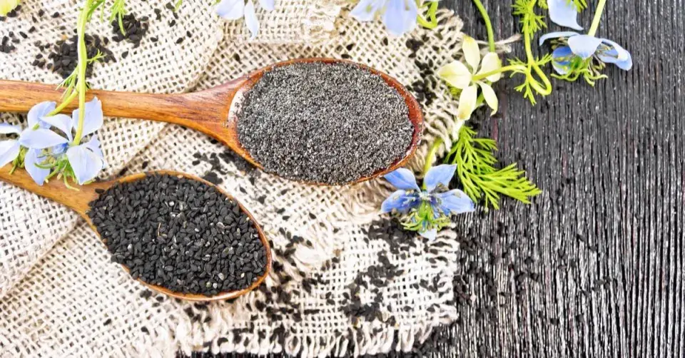 Černucha setá (Nigella sativa)