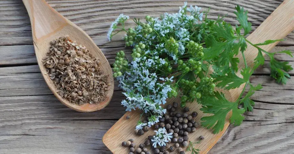 Koriandr setý (Coriandrum sativum)