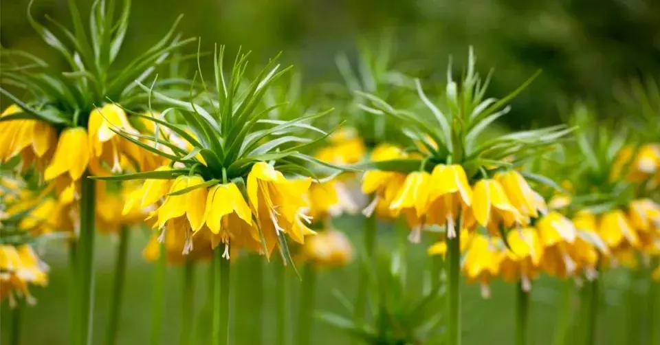 Řebčík královský (Fritillaria imperialis) ‘Lutea Maxima’