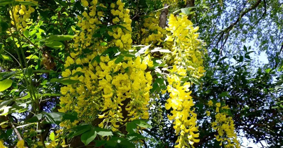 Štědřenec Watererův (Laburnum watereri) ’Vossii’