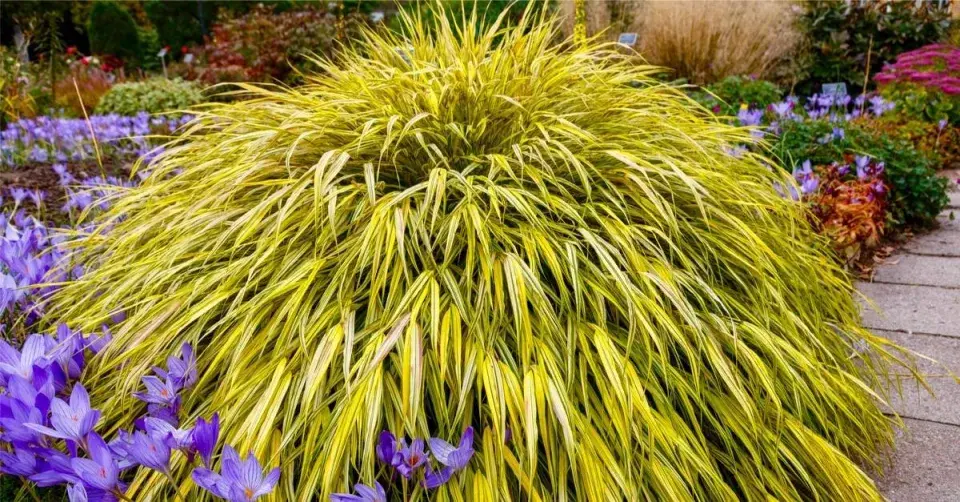 Rákosík japonský (Hakonechloa macra) ’Aureola’