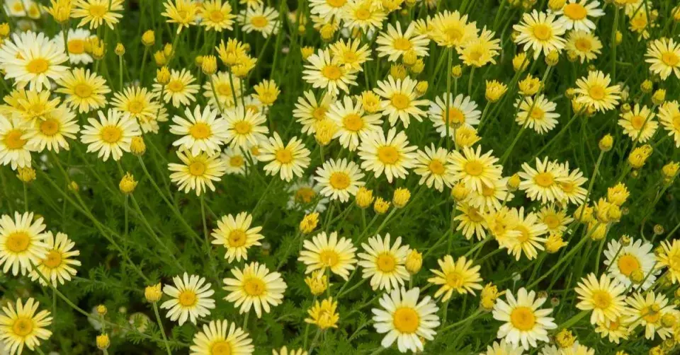 Rmen barvířský (Anthemis tinctoria) ’E. C. Buxton’