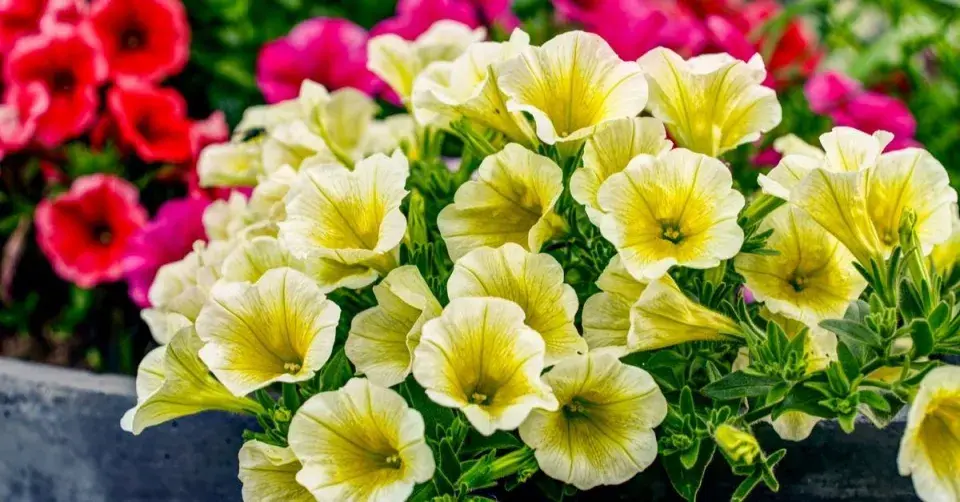 Žluté květy petúnie (Petunia)
