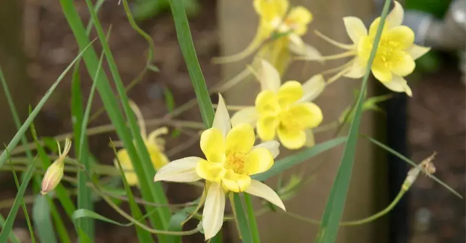 Orlíček (Aquilegia chrysantha) ‘Yellow Queen’