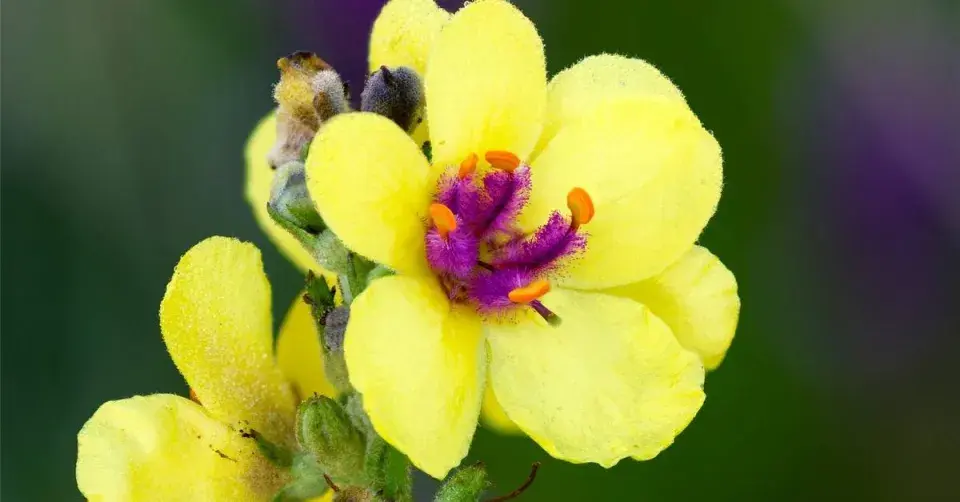 Květ divizny černé (Verbascum nigrum)