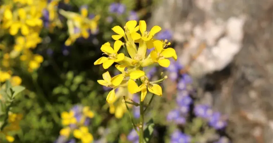 Chejr (Erysimum pulchellum)