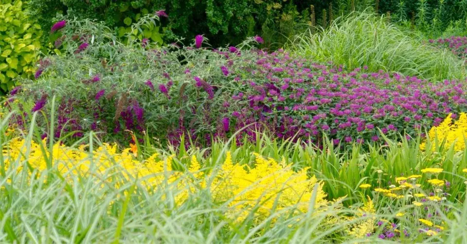 Záhon ve žluté a fialové barvě