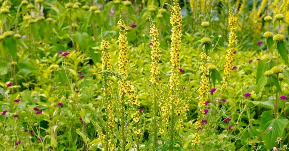 Okrasná zahrada ve žluté barvě