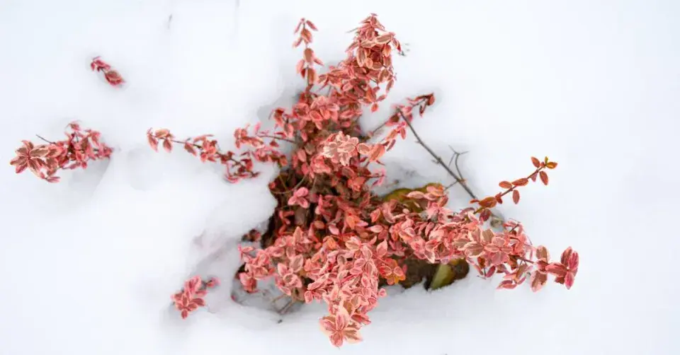 Brslen zasypaný sněhem